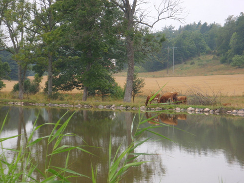 Cows grazing near the Kanal.